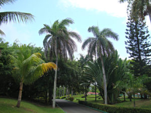 Ocho Rios Palm Trees