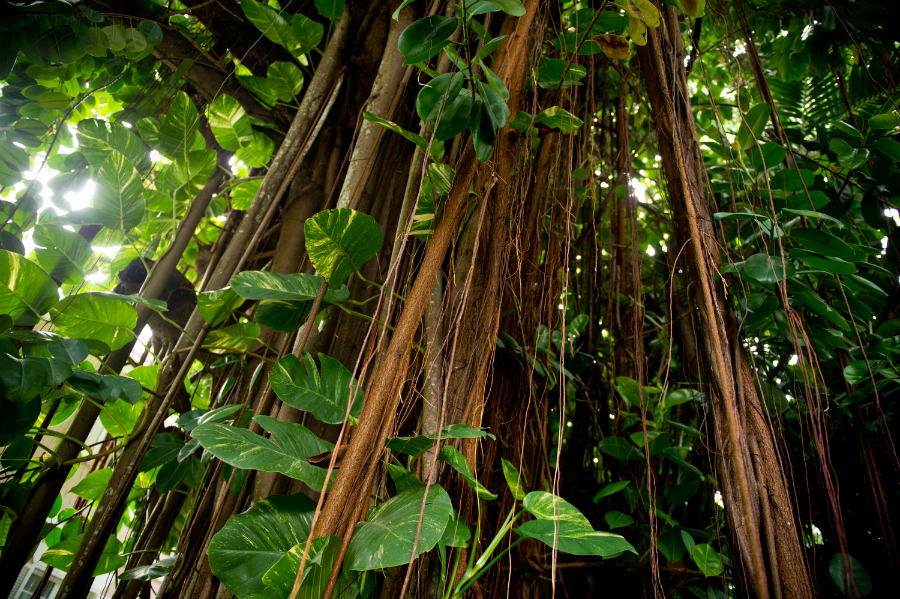 Ocho Rios Jungle