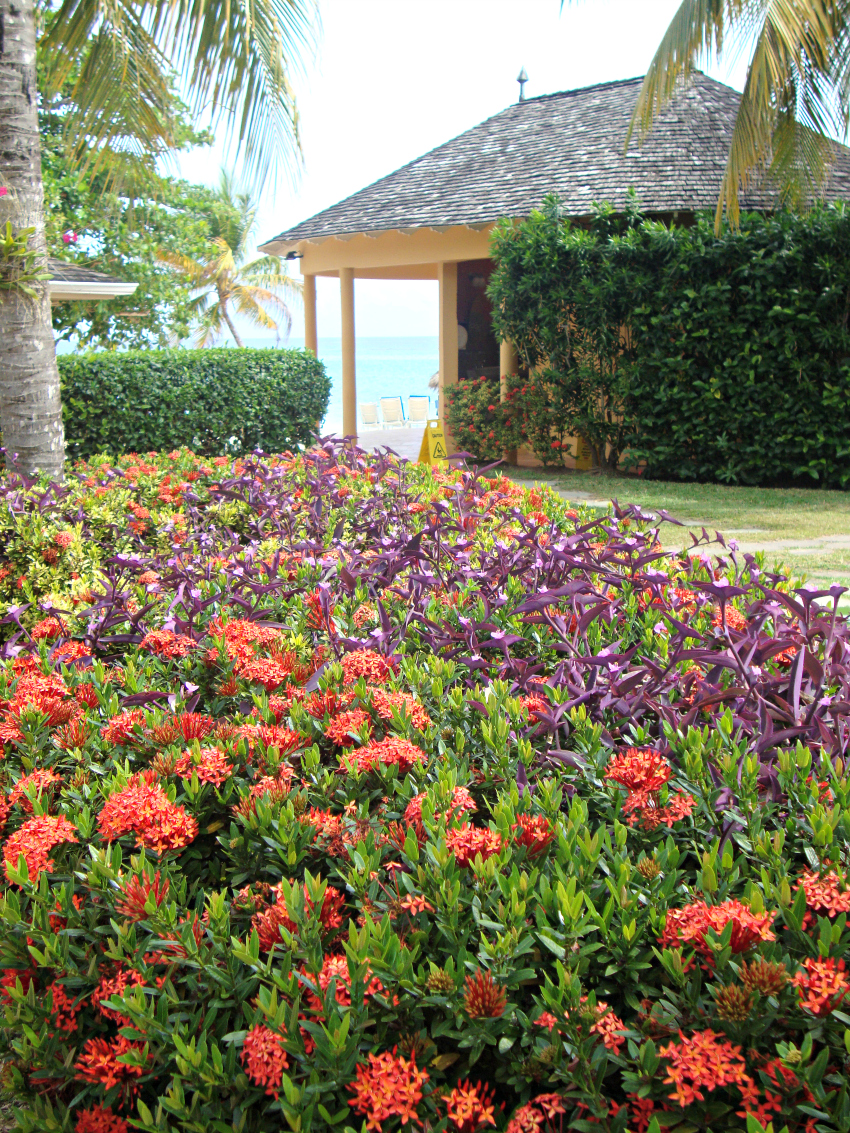 Tropical Flowers for Ocho Rios Elopement